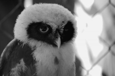 20110805232310-buho.jpg